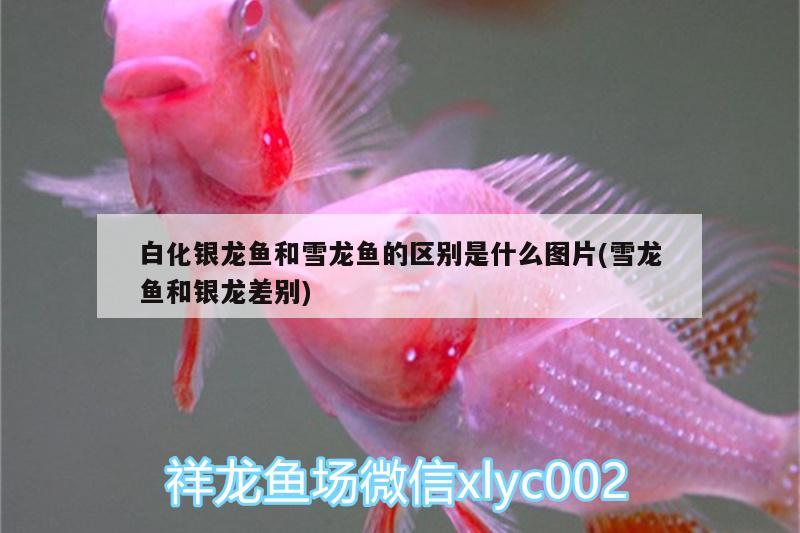 白化銀龍魚和雪龍魚的區(qū)別是什么圖片(雪龍魚和銀龍差別)