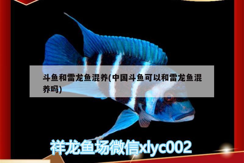 斗魚和雷龍魚混養(yǎng)(中國斗魚可以和雷龍魚混養(yǎng)嗎) 黑桃A魚苗