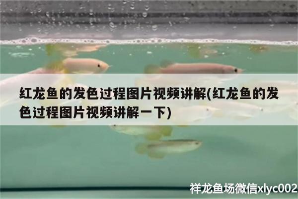 菠蘿魚和龍魚混養(yǎng)(菠蘿魚能和小魚混養(yǎng)嗎) 非洲象鼻魚