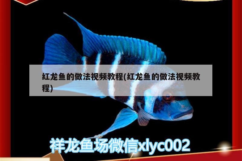 紅龍魚(yú)的做法視頻教程(紅龍魚(yú)的做法視頻教程) 生態(tài)瓶/創(chuàng)意缸/桌面微景缸