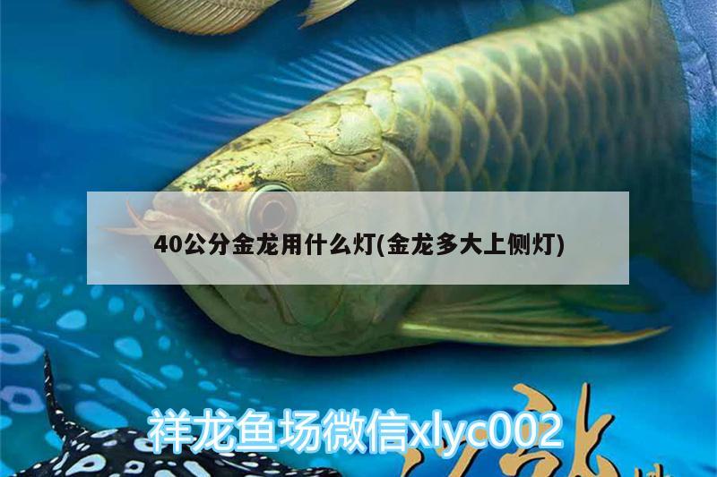 40公分金龍用什么燈(金龍多大上側(cè)燈)