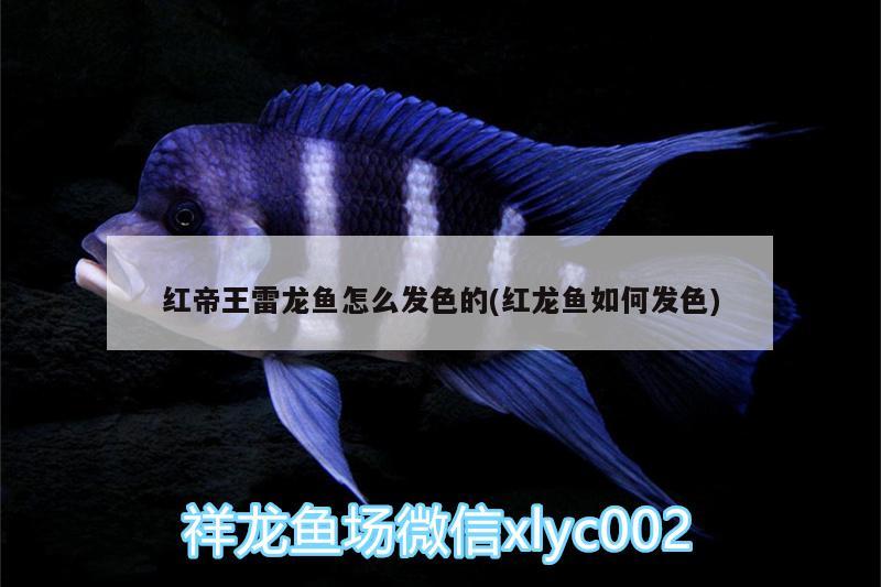 紅帝王雷龍魚怎么發(fā)色的(紅龍魚如何發(fā)色) 黃金達摩魚