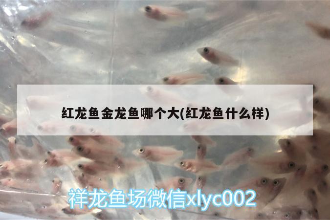 紅龍魚公母怎么分辨圖片(金龍魚辨別公母圖片) 黃金達(dá)摩魚