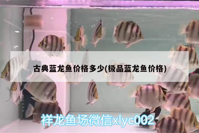 古典藍(lán)龍魚價格多少(極品藍(lán)龍魚價格) 白玉紅龍魚 第2張