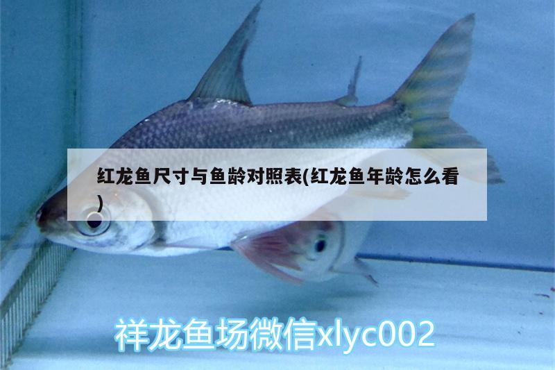 紅龍魚(yú)尺寸與魚(yú)齡對(duì)照表(紅龍魚(yú)年齡怎么看) 魚(yú)缸百科