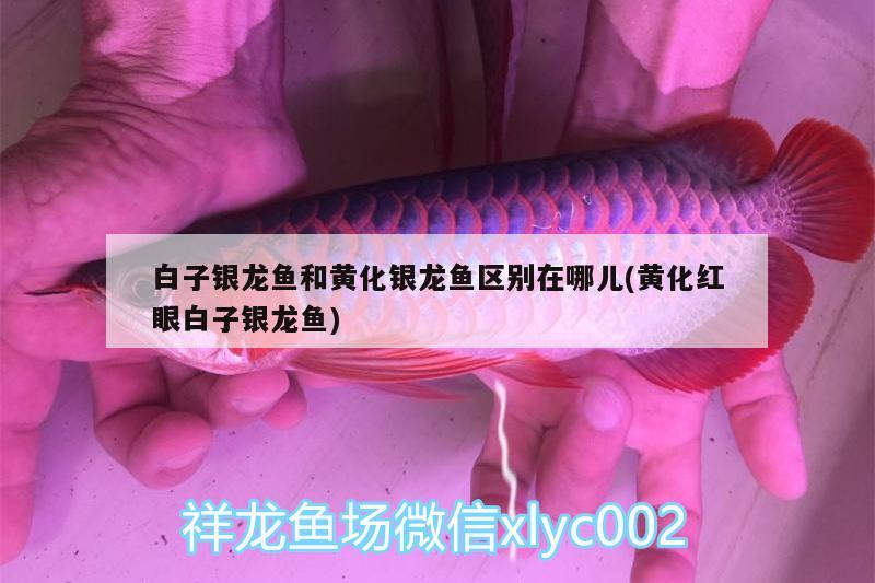 白子銀龍魚和黃化銀龍魚區(qū)別在哪兒(黃化紅眼白子銀龍魚)