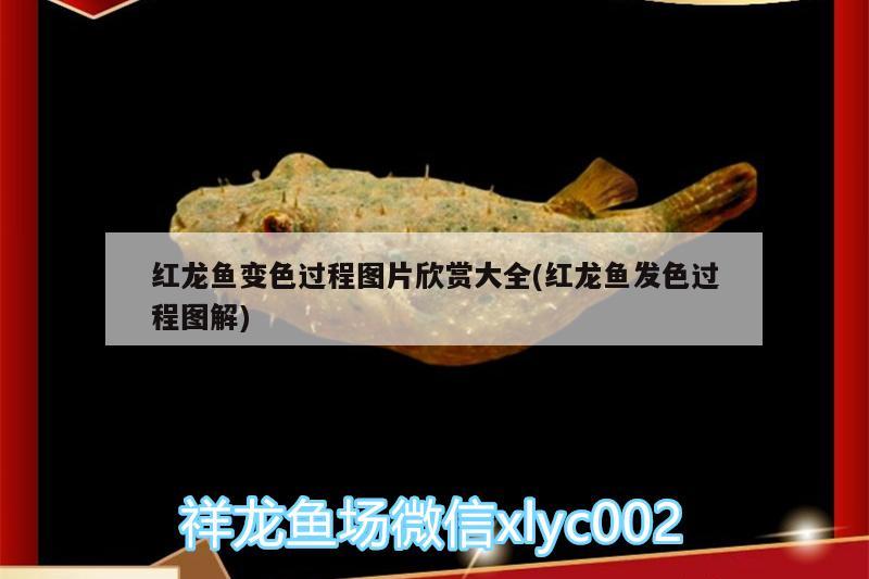 紅龍魚變色過程圖片欣賞大全(紅龍魚發(fā)色過程圖解) 斑馬鴨嘴魚苗