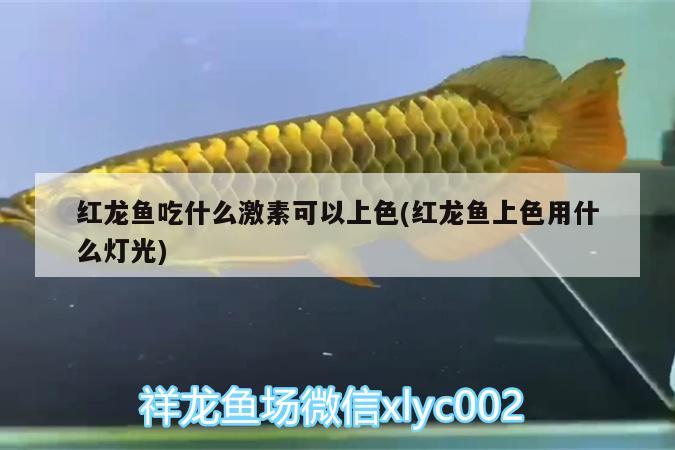 紅龍魚吃什么激素可以上色(紅龍魚上色用什么燈光)