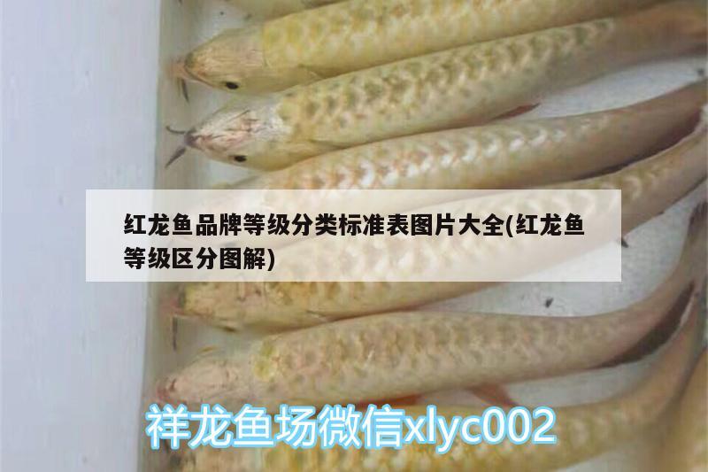 晉江哪里有賣魚缸的?（晉江哪里有賣魚缸的市場） 紅老虎魚