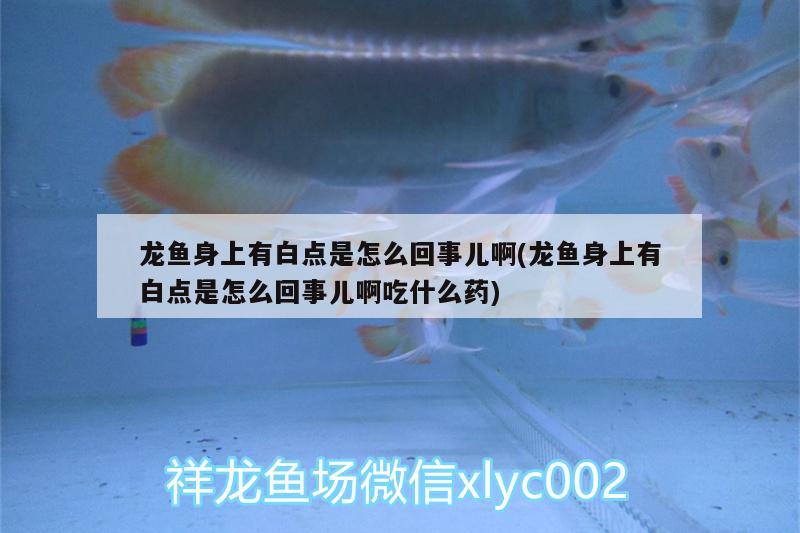 龍魚身上有白點是怎么回事兒啊(龍魚身上有白點是怎么回事兒啊吃什么藥)