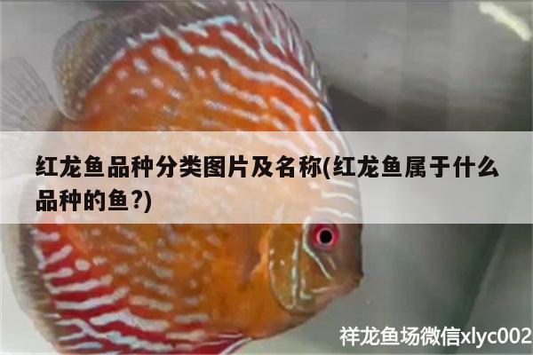 紅龍魚品種分類圖片及名稱(紅龍魚屬于什么品種的魚?)