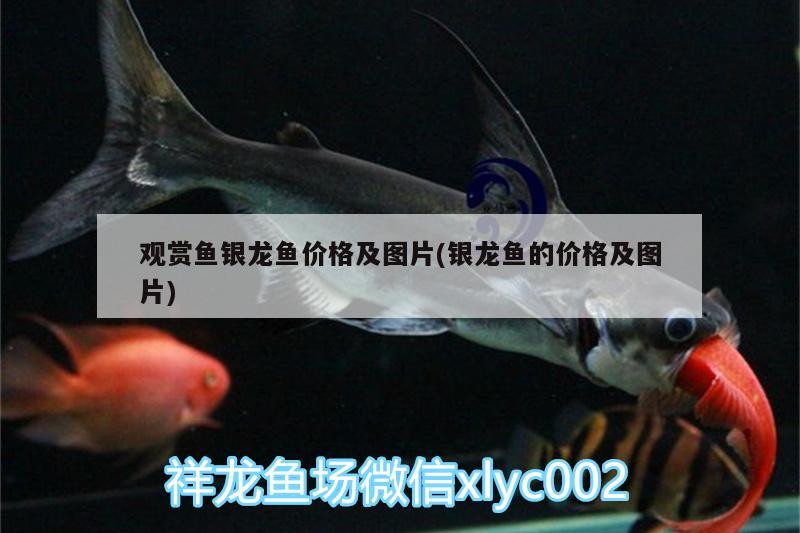 觀賞魚銀龍魚價格及圖片(銀龍魚的價格及圖片)