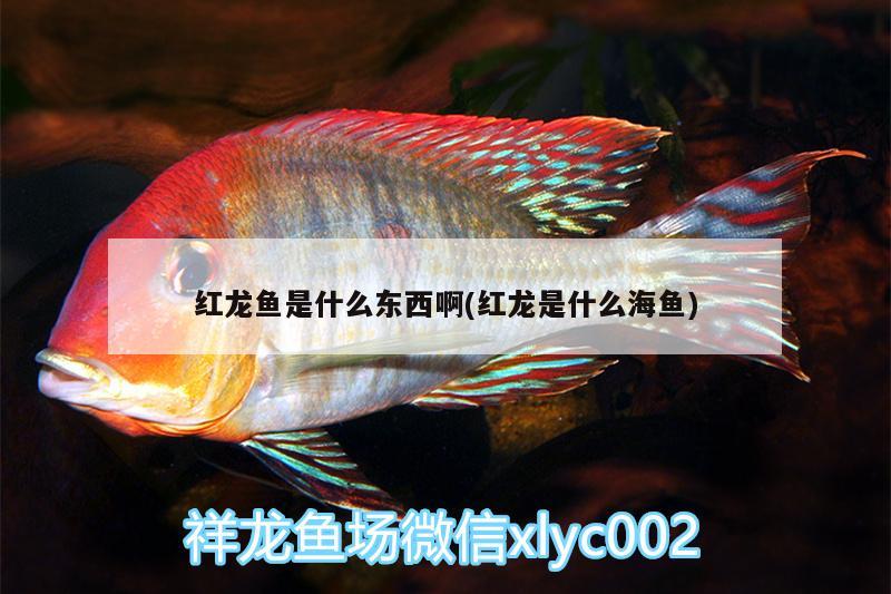 紅龍魚是什么東西啊(紅龍是什么海魚) 羅漢魚