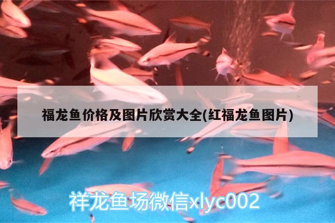 福龍魚價格及圖片欣賞大全(紅福龍魚圖片) 黃吉金龍（白子金龍魚）