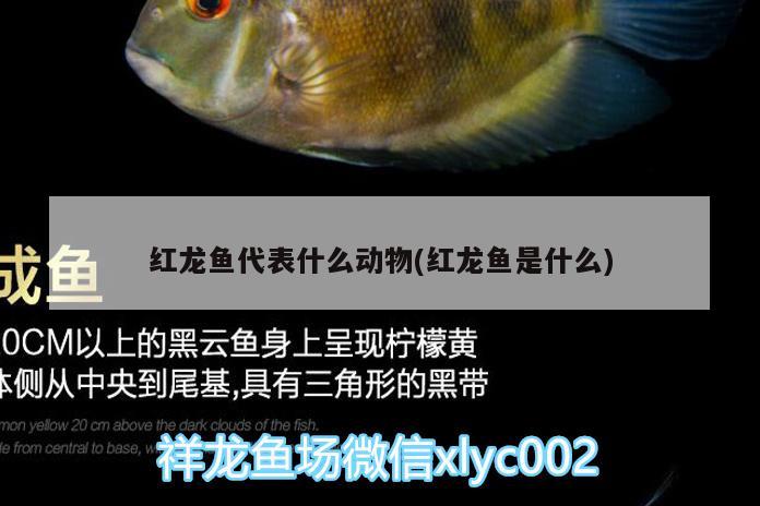 紅龍魚代表什么動(dòng)物(紅龍魚是什么) 短身紅龍魚