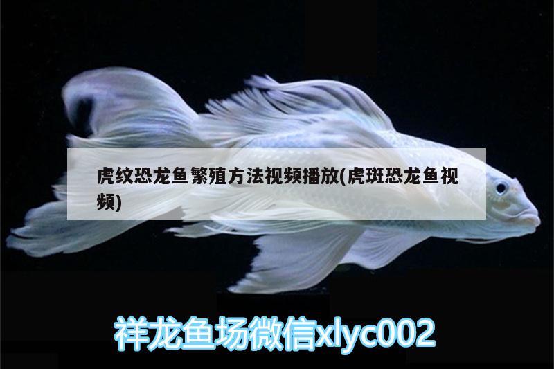 虎紋恐龍魚(yú)繁殖方法視頻播放(虎斑恐龍魚(yú)視頻) 虎斑恐龍魚(yú)