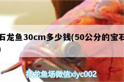 寶石龍魚30cm多少錢(50公分的寶石龍魚)