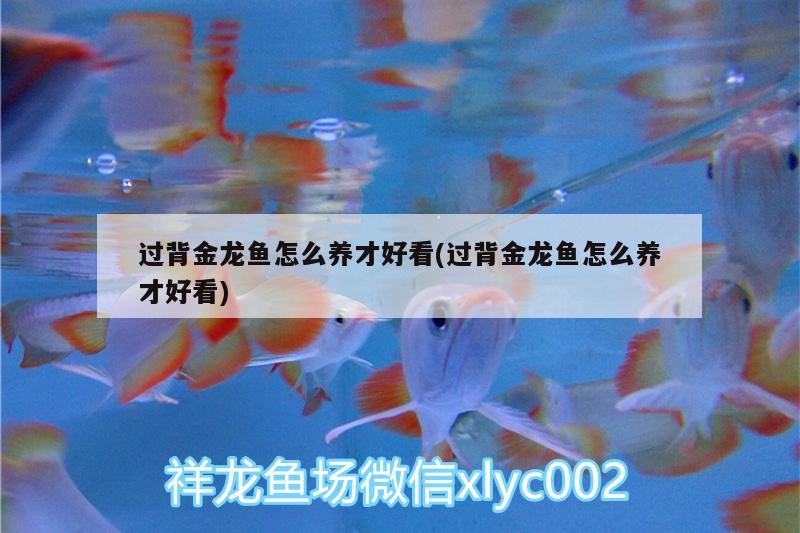 過背金龍魚怎么養(yǎng)才好看(過背金龍魚怎么養(yǎng)才好看)