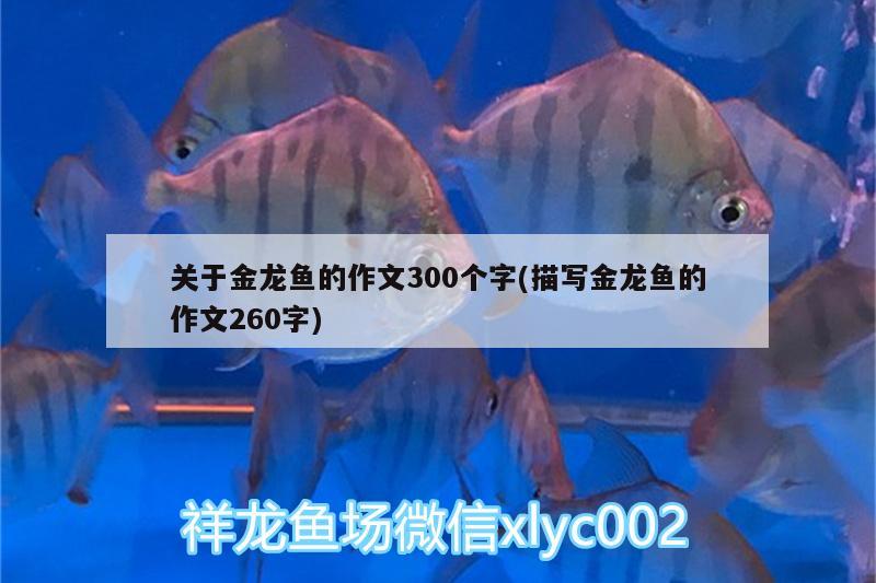 世界上最貴的金龍魚圖片(世界上最漂亮的金龍魚)