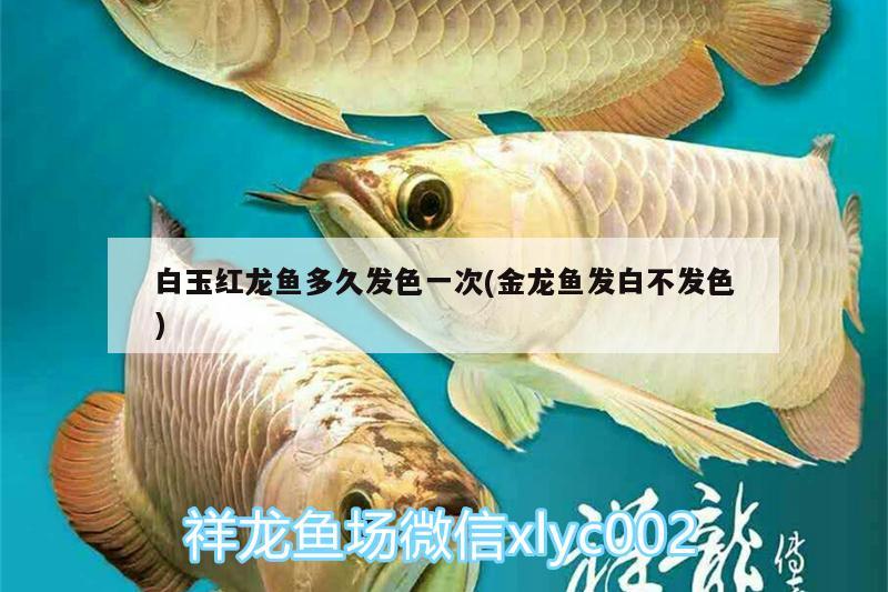 白玉紅龍魚多久發(fā)色一次(金龍魚發(fā)白不發(fā)色) 白玉紅龍魚