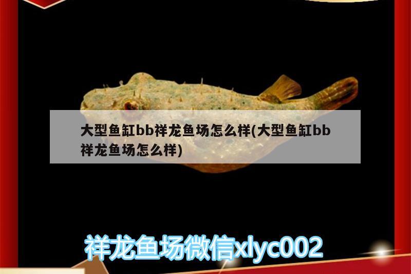 大型魚缸bb祥龍魚場(chǎng)怎么樣(大型魚缸bb祥龍魚場(chǎng)怎么樣)