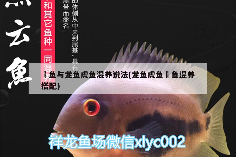 魟魚與龍魚虎魚混養(yǎng)說法(龍魚虎魚魟魚混養(yǎng)搭配) 虎魚百科