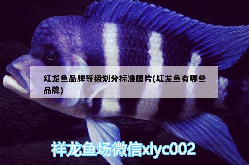 紅龍魚品牌等級劃分標(biāo)準(zhǔn)圖片(紅龍魚有哪些品牌)