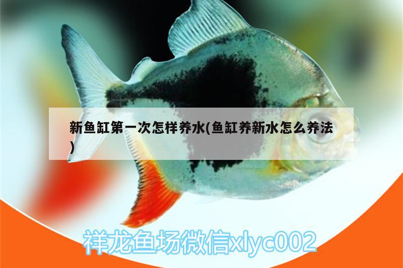 新魚(yú)缸第一次怎樣養(yǎng)水(魚(yú)缸養(yǎng)新水怎么養(yǎng)法) 大日玉鯖魚(yú)