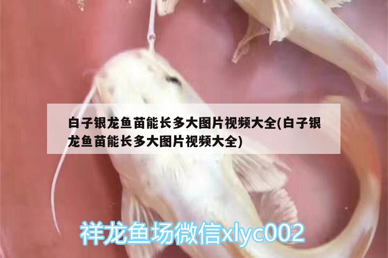 白子銀龍魚苗能長多大圖片視頻大全(白子銀龍魚苗能長多大圖片視頻大全) 白子銀龍魚苗