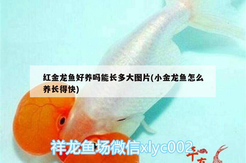 紅金龍魚好養(yǎng)嗎能長多大圖片(小金龍魚怎么養(yǎng)長得快)