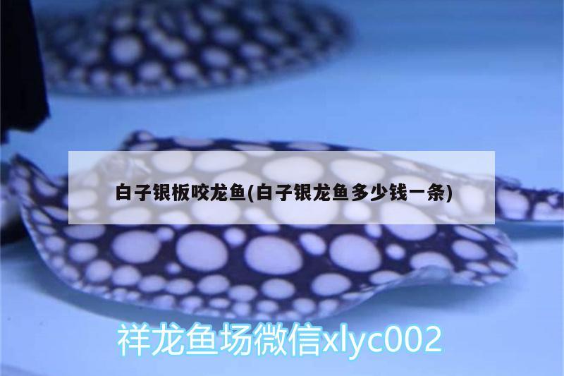 白子銀板咬龍魚(白子銀龍魚多少錢一條) 銀龍魚百科