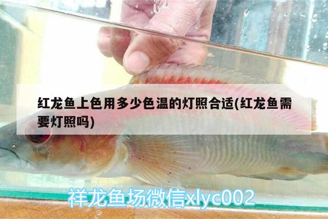 紅龍魚(yú)上色用多少色溫的燈照合適(紅龍魚(yú)需要燈照嗎) 黃金鴨嘴魚(yú)