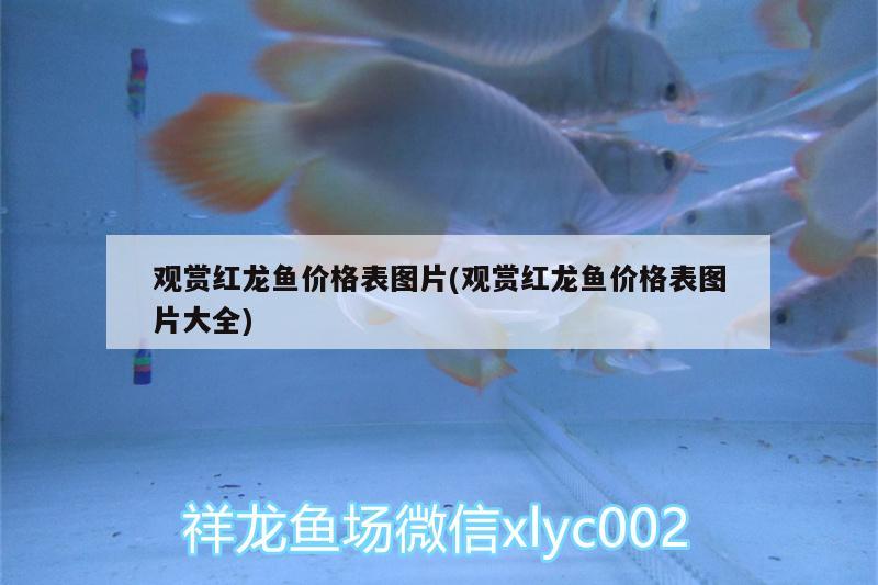 觀賞紅龍魚價格表圖片(觀賞紅龍魚價格表圖片大全) 恐龍王魚