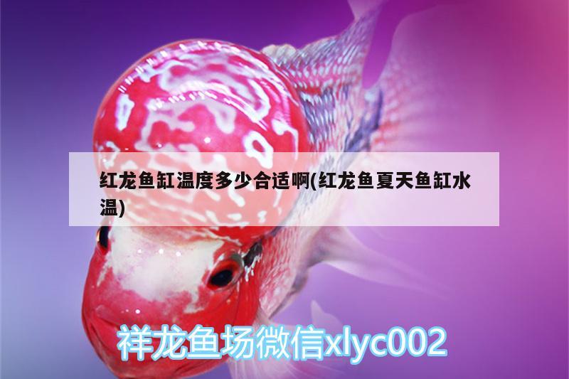 被魟魚(yú)刺了差點(diǎn)成了斷臂楊過(guò)各位小心 白化火箭魚(yú) 第4張