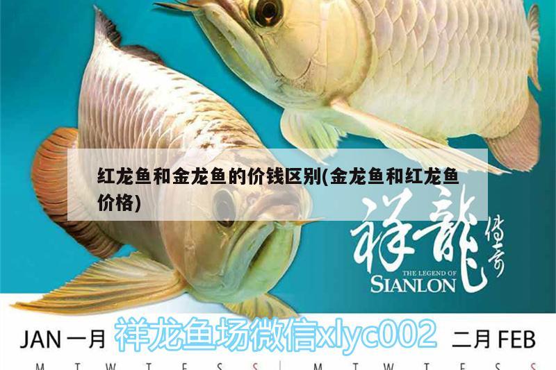 紅龍魚(yú)和金龍魚(yú)的價(jià)錢(qián)區(qū)別(金龍魚(yú)和紅龍魚(yú)價(jià)格)