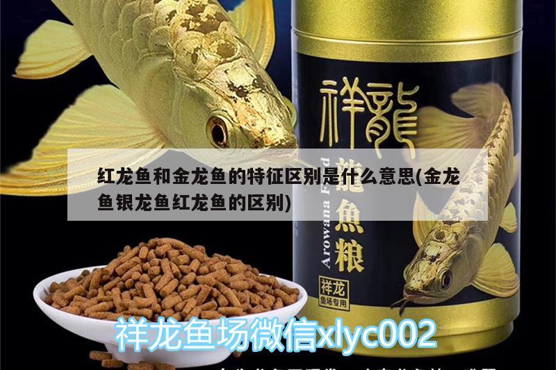 紅龍魚和金龍魚的特征區(qū)別是什么意思(金龍魚銀龍魚紅龍魚的區(qū)別)