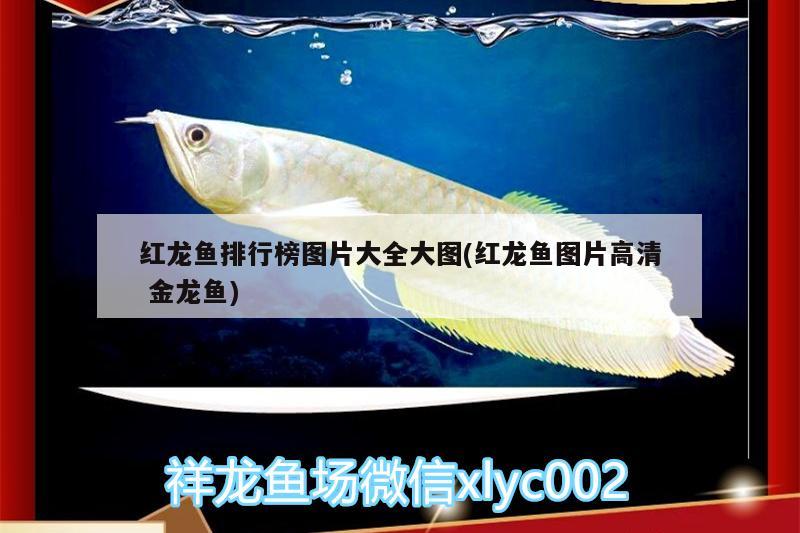 紅龍魚排行榜圖片大全大圖(紅龍魚圖片高清金龍魚) 申古三間魚