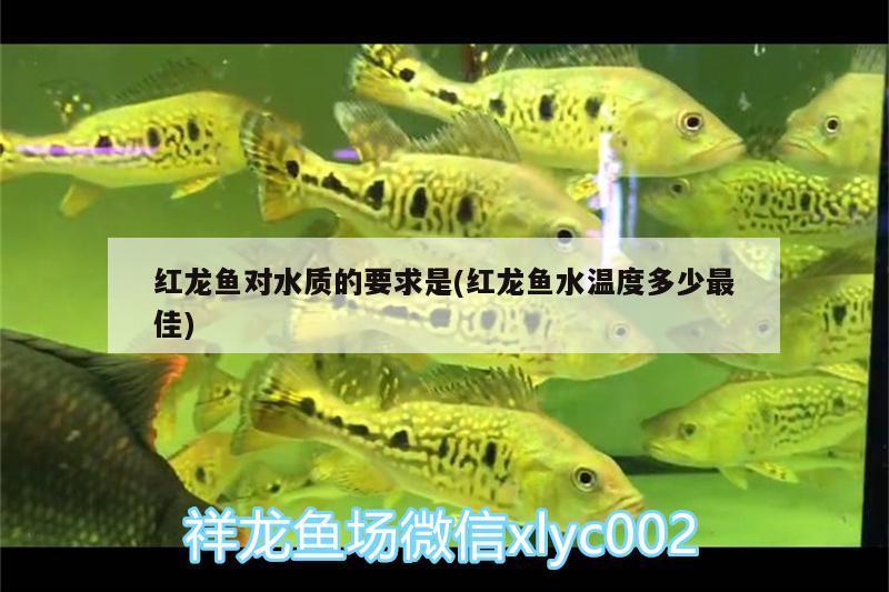 紅龍魚對(duì)水質(zhì)的要求是(紅龍魚水溫度多少最佳)