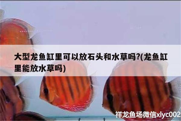 大型龍魚缸里可以放石頭和水草嗎?(龍魚缸里能放水草嗎) 水草