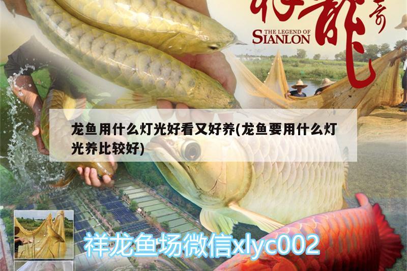 龍魚用什么燈光好看又好養(yǎng)(龍魚要用什么燈光養(yǎng)比較好)