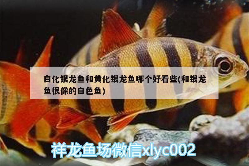 白化銀龍魚和黃化銀龍魚哪個好看些(和銀龍魚很像的白色魚) 銀龍魚百科