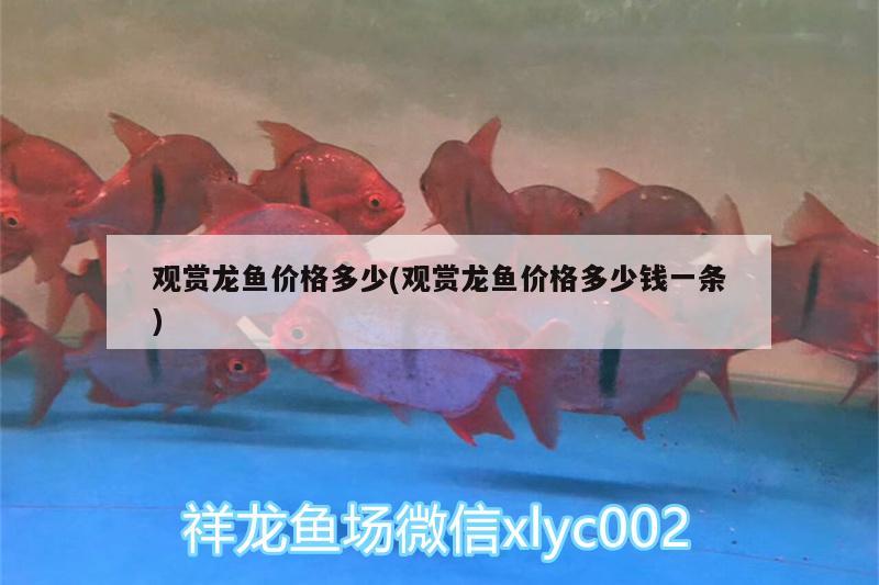 觀賞龍魚價格多少(觀賞龍魚價格多少錢一條) 玫瑰銀版魚