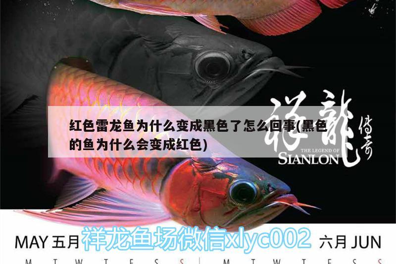 紅色雷龍魚為什么變成黑色了怎么回事(黑色的魚為什么會變成紅色) PH調(diào)節(jié)劑