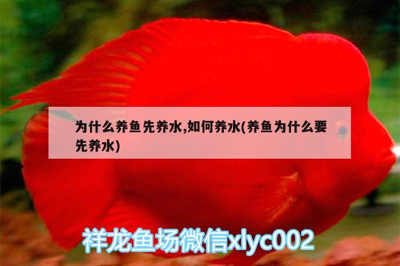 為什么養(yǎng)魚先養(yǎng)水,如何養(yǎng)水(養(yǎng)魚為什么要先養(yǎng)水)