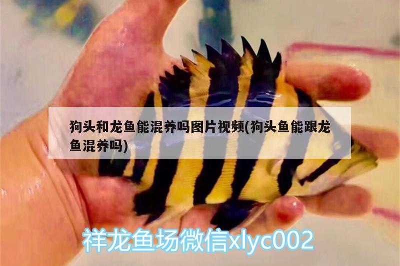 狗頭和龍魚能混養(yǎng)嗎圖片視頻(狗頭魚能跟龍魚混養(yǎng)嗎)