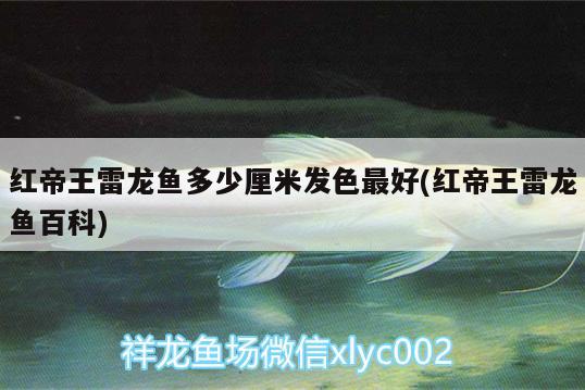 日照觀賞魚哪些地方買的更便宜，家庭飼養(yǎng)觀賞魚方法是什么 養(yǎng)魚的好處 第1張