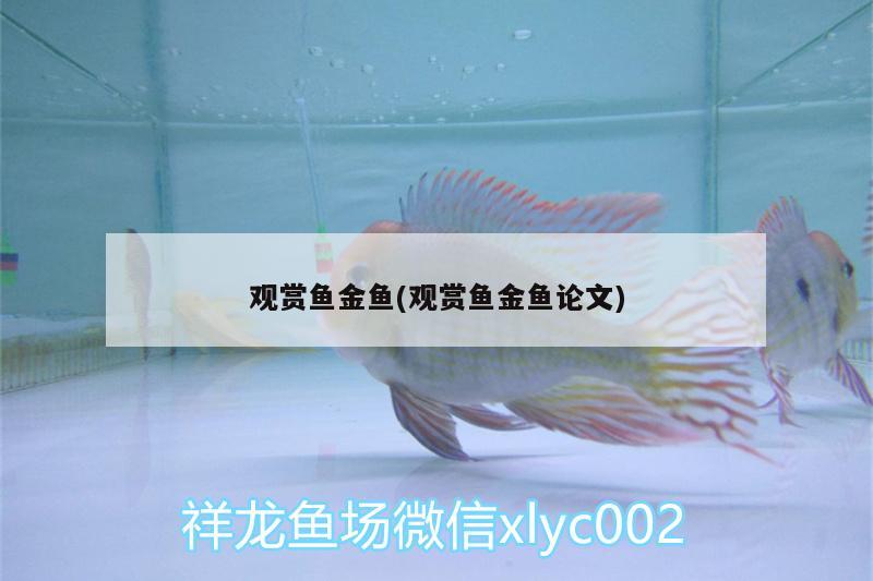 觀賞魚金魚(觀賞魚金魚論文)