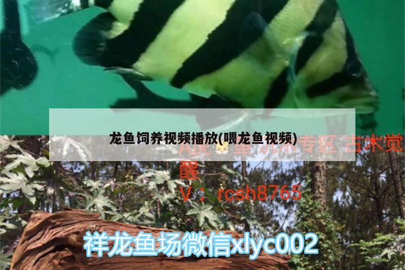 金龍魚和金龍魚有什么區(qū)別？，金龍魚和紅龍魚形容詞語是什么 申古銀版魚 第1張