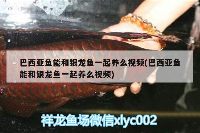 黑帝王羅漢魚圖片，黑帝王魟魚最新價(jià)格