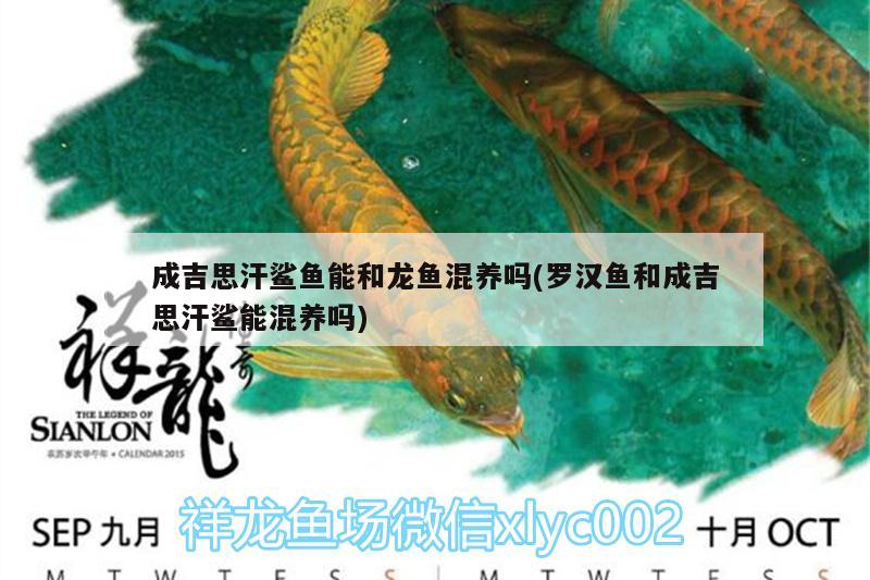 成吉思汗鯊魚能和龍魚混養(yǎng)嗎(羅漢魚和成吉思汗鯊能混養(yǎng)嗎) 成吉思汗鯊（球鯊）魚